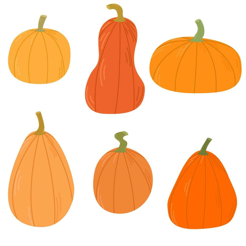 Set of pumpkins. Pumpkin of different shapes and colors. Thanksgiving design. Autumn pumpkin vector