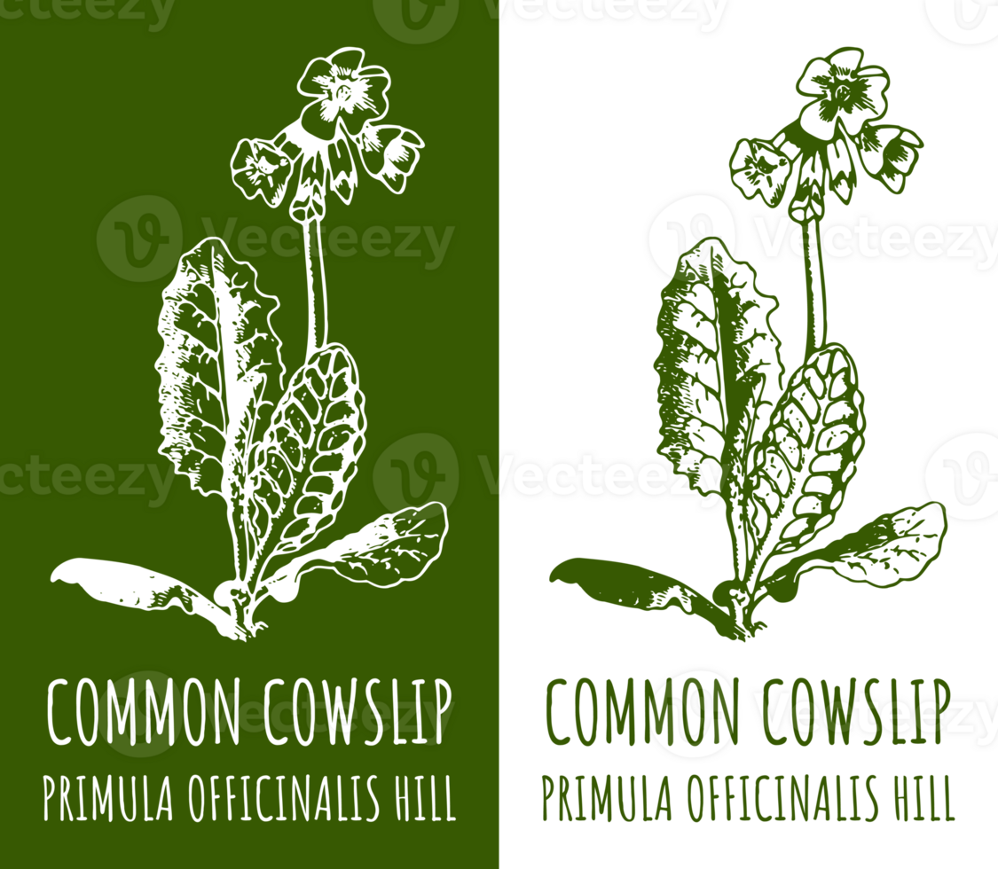 Drawing COWSLIP PRIMROSE. Hand drawn illustration. The Latin name is PRIMULA VERIS L. png