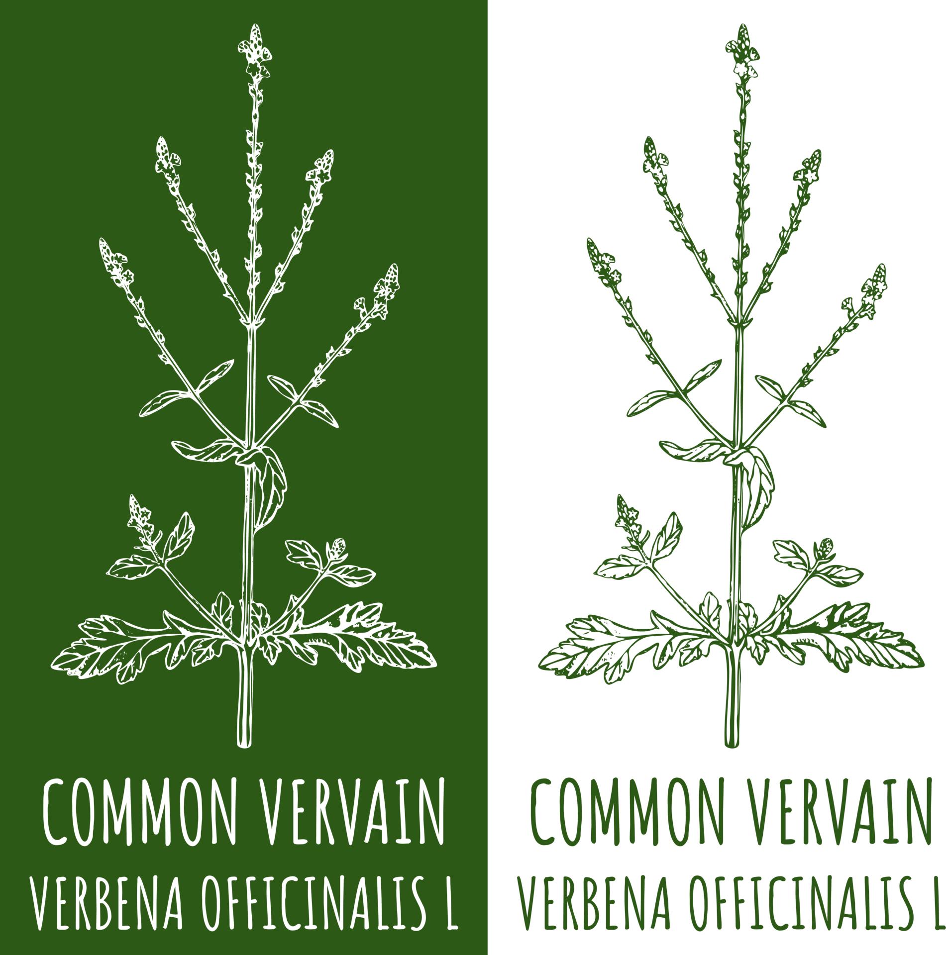 Drawing COMMON VERVAIN. Hand drawn illustration. The Latin name is VERBENA OFFICINALIS L