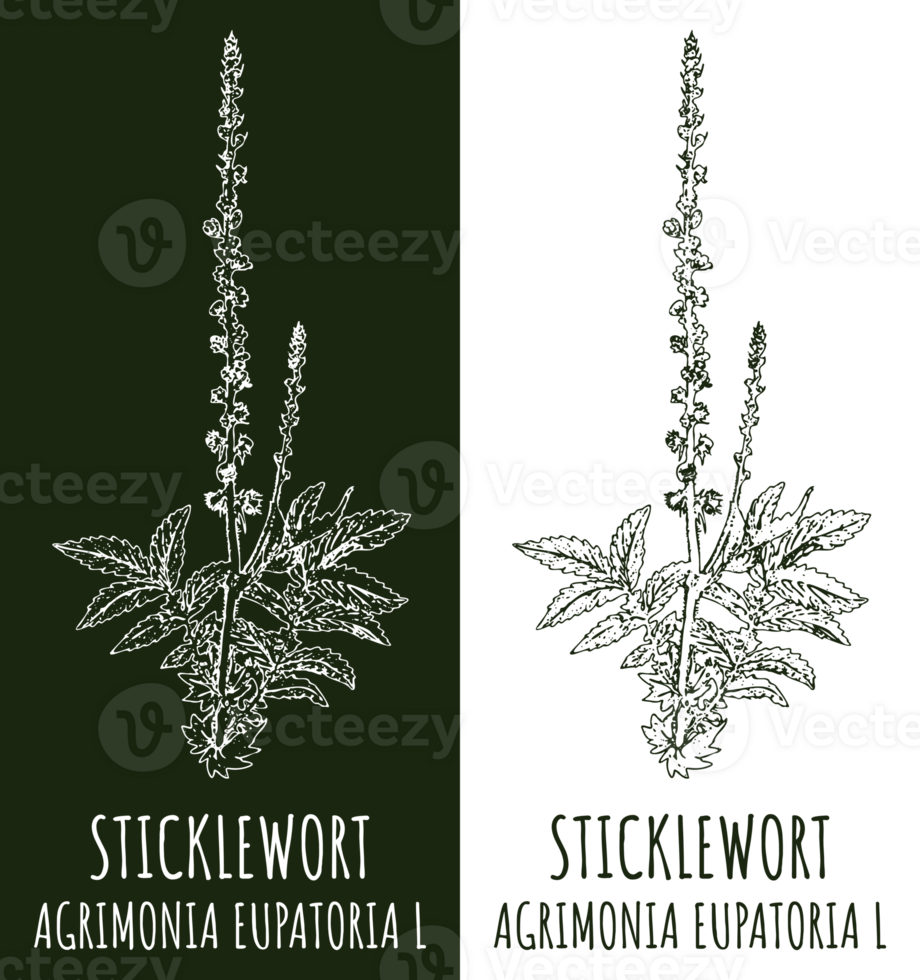 Drawing STICKLEWORT. Hand drawn illustration. The Latin name is AGRIMONIA EUPATORIA L. png