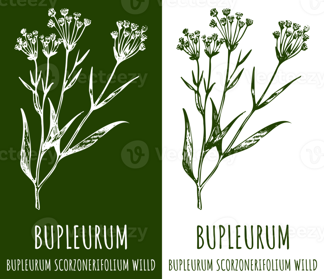 Drawing Bupleurum. Hand drawn illustration. The Latin name is Bupleurum scorzonerifolium. png