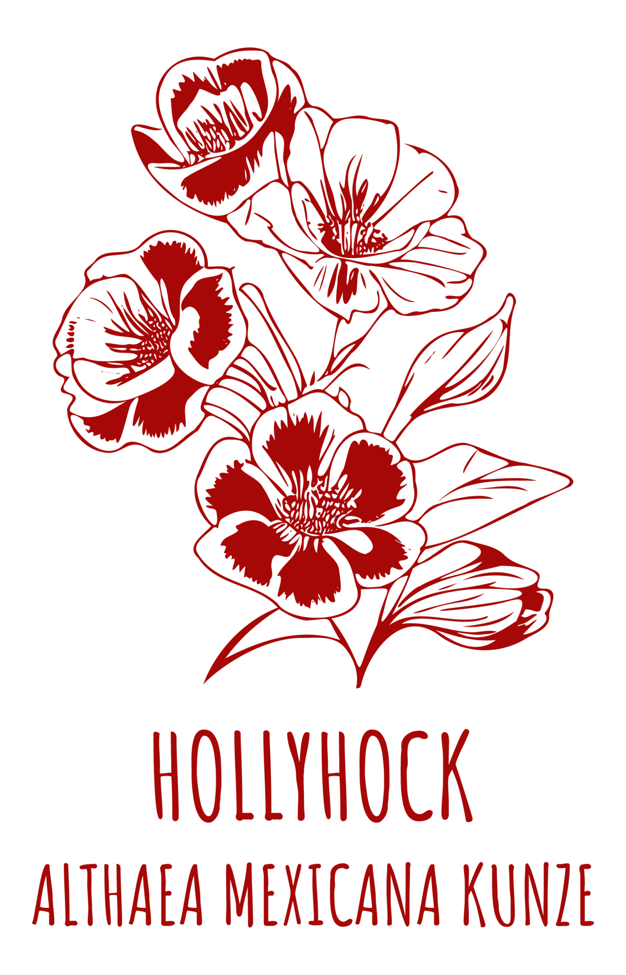 Drawings HOLLYHOCK Hand Drawn Illustration Latin Name ALTHAEA drawings-hollyhock-hand-drawn-illustration-latin-name-althaea