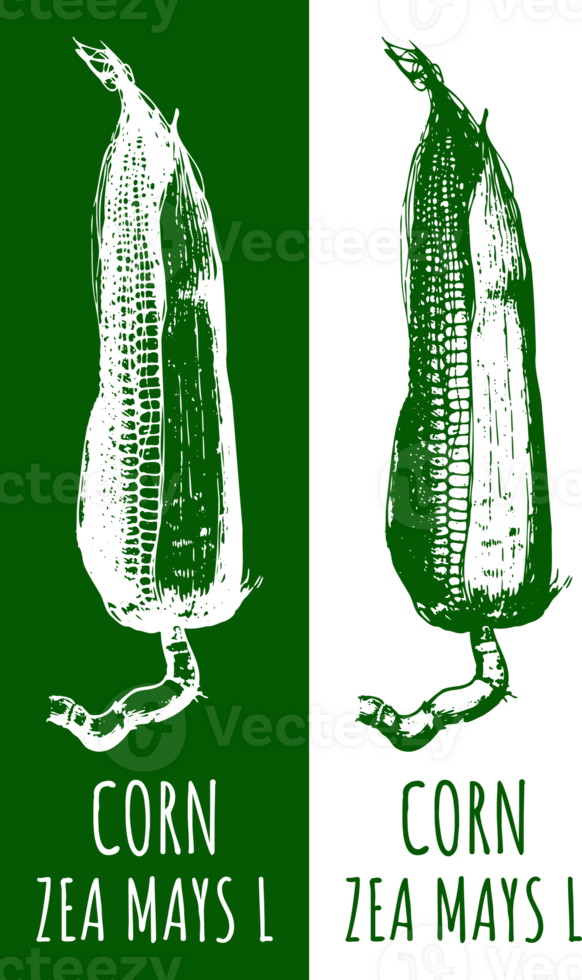 Drawing CORN. Hand drawn illustration. The Latin name is ZEA MAYS L. png