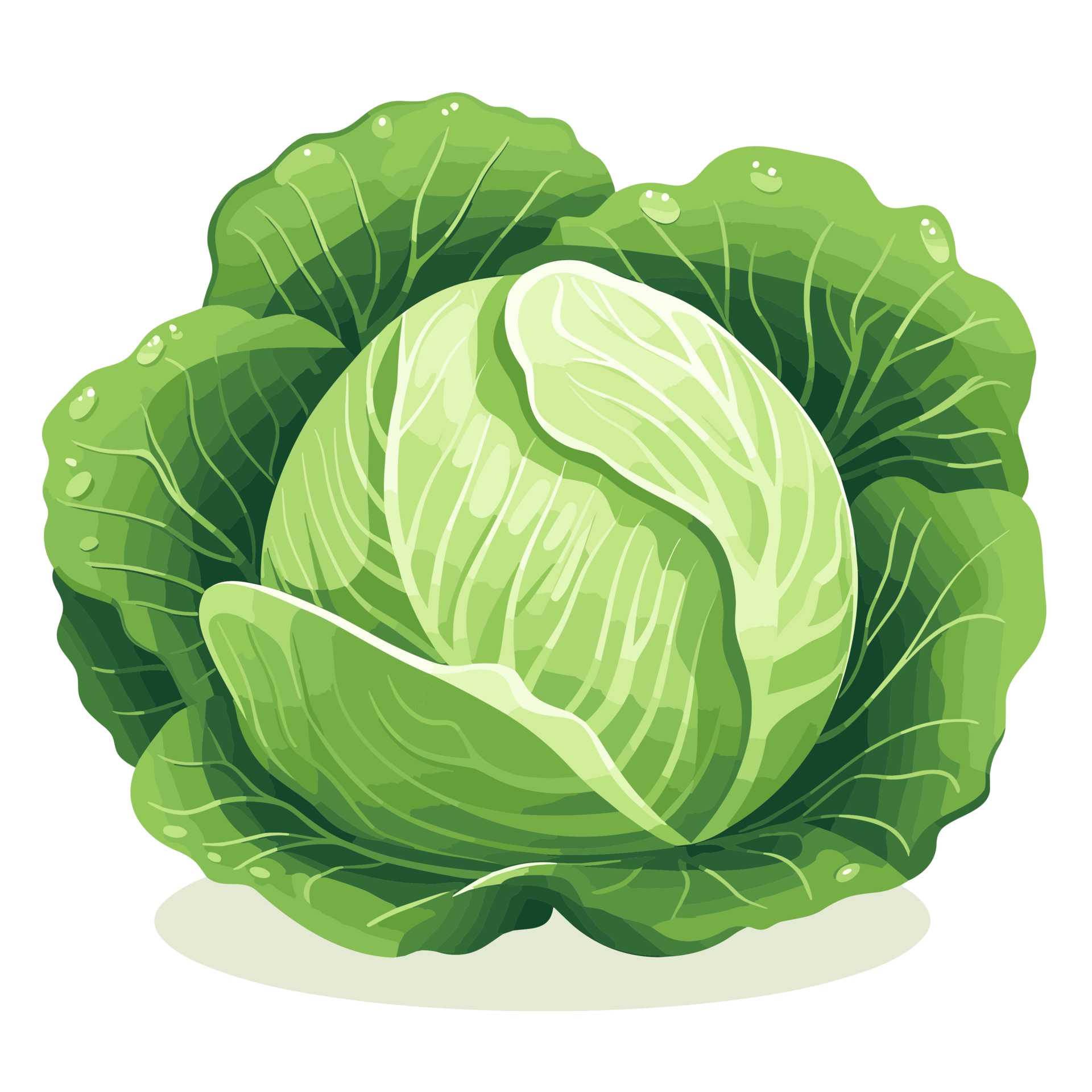 Cabbage Clipart - Generative Ai 26912073 PNG