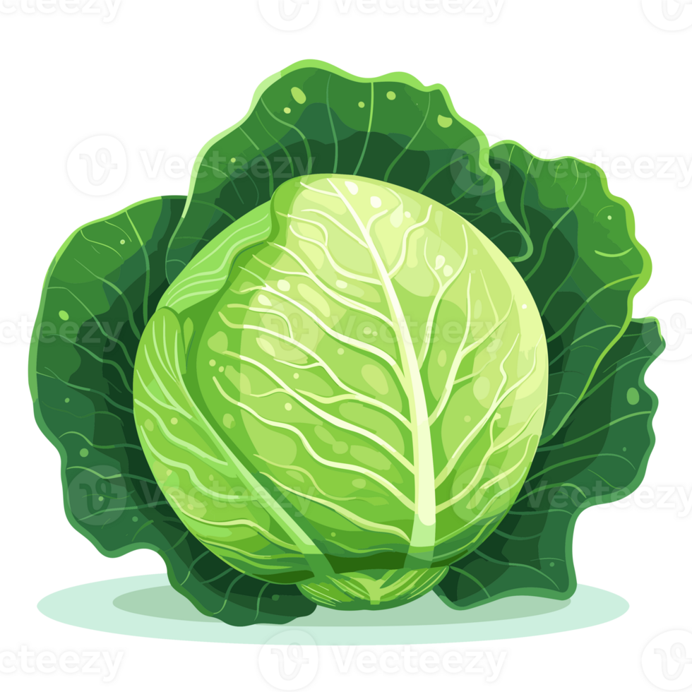 Cabbage Clipart - Generative Ai png