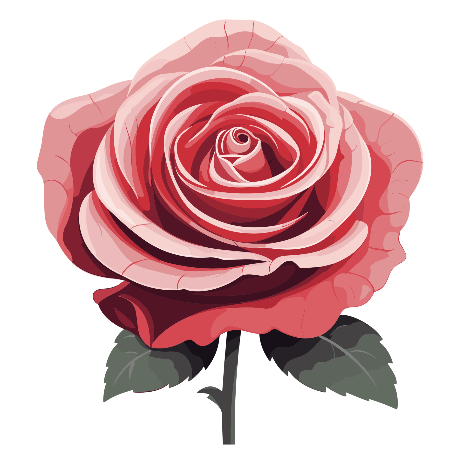 Red rose on white background 26912233 png