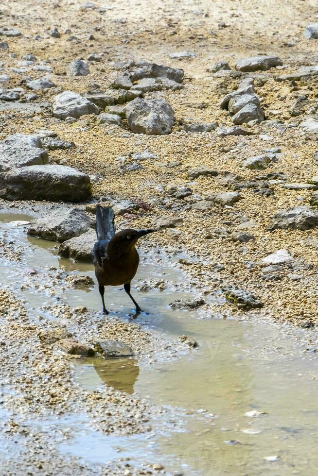 Great-tailed Grackle bird looks for food on floor Mexico. photo