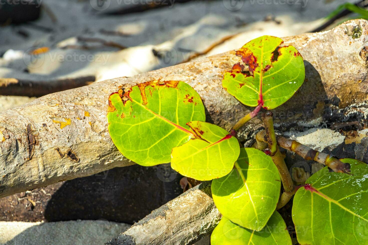 Sea grape plant tree with leaves grapes and seeds Mexico. photo