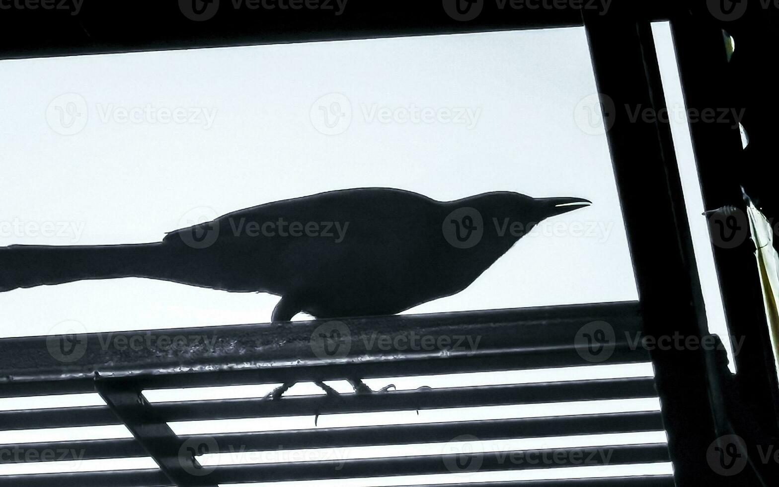 gran cola grackle pájaro en poder polo cable escalera escaleras. foto