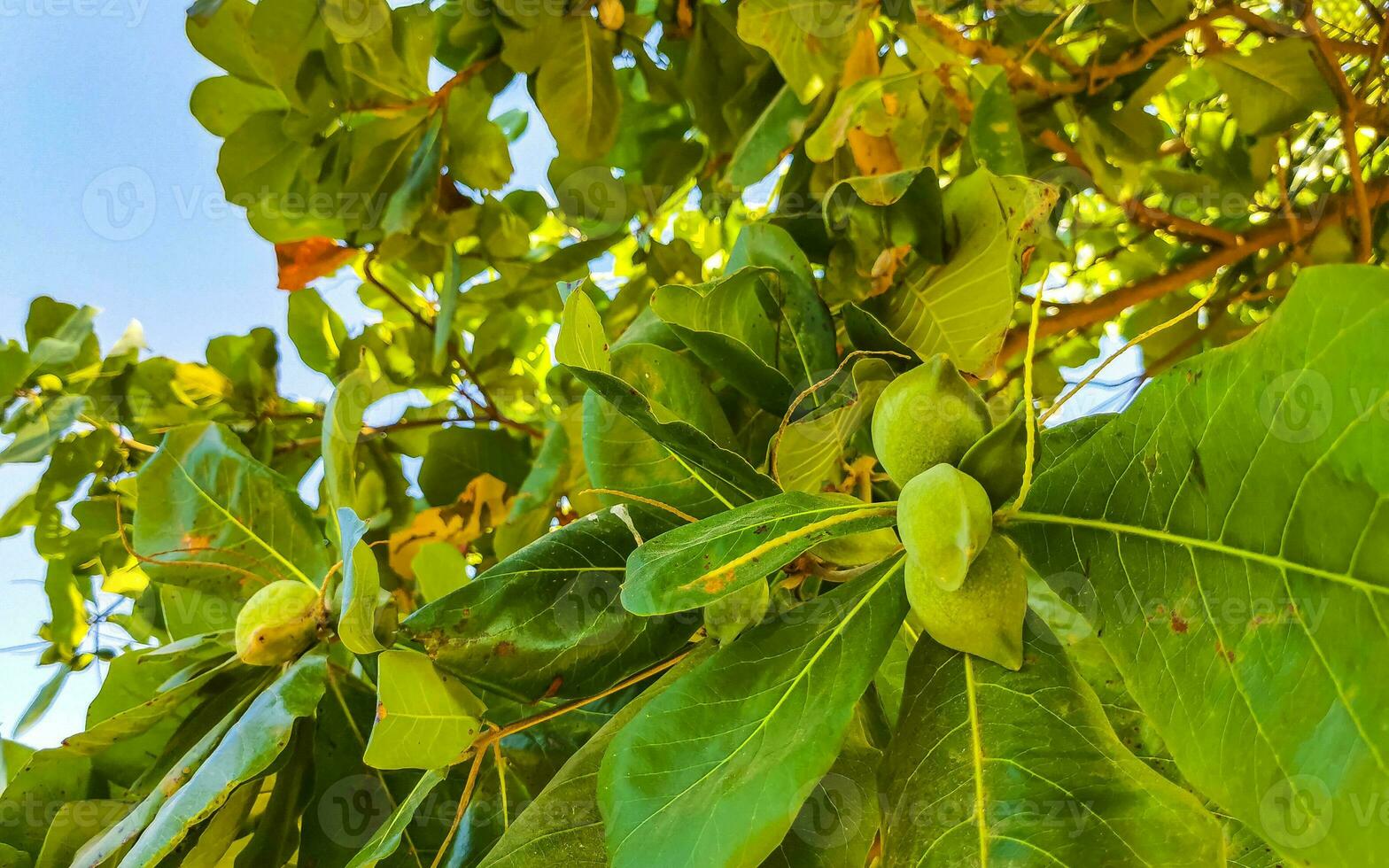 Nuts seeds on tropical tree Terminalia catappa sea almond Mexico. photo