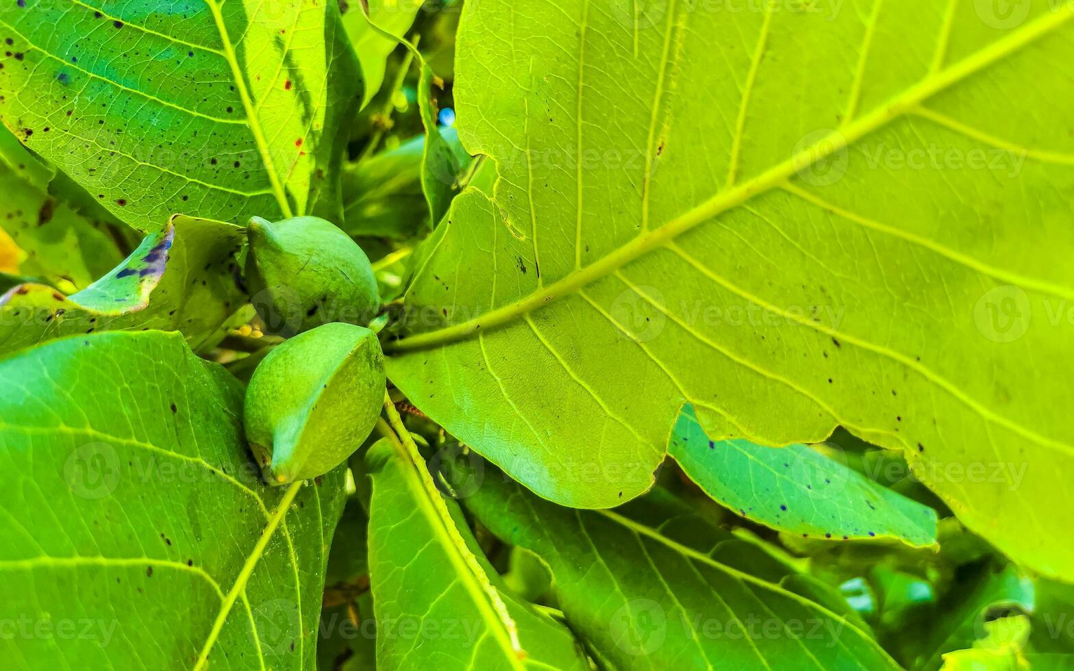 Nuts seeds on tropical tree Terminalia catappa sea almond Mexico. photo