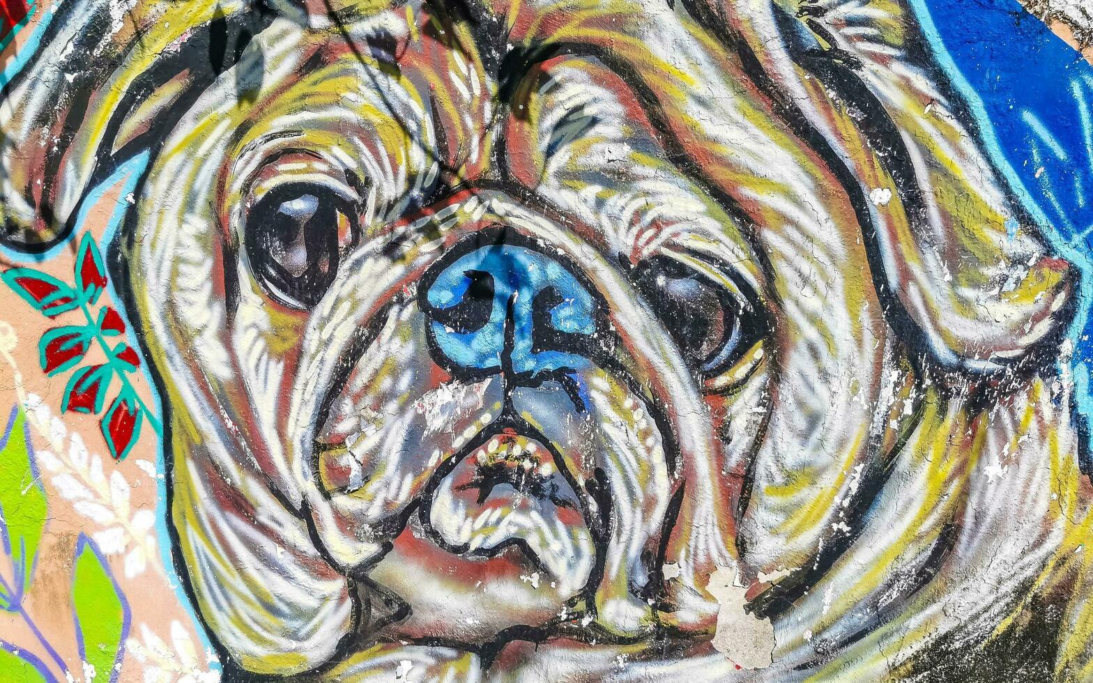 Puerto Escondido Oaxaca Mexico 2023 Wall with graffiti art drawings paintings dog dogs animal Mexico. photo
