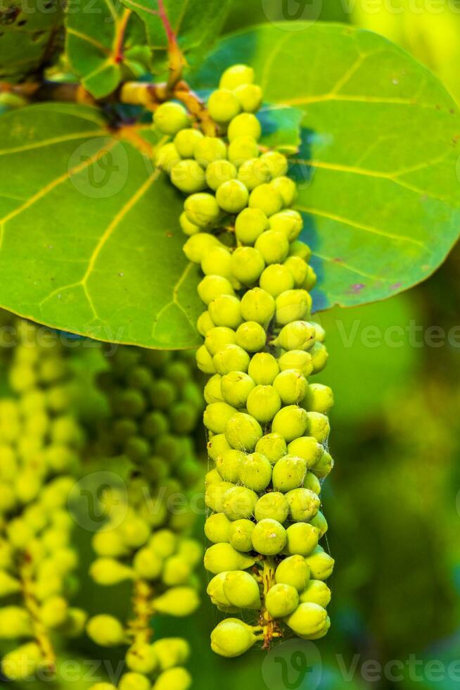 Sea grape plant tree with leaves grapes and seeds Mexico. photo