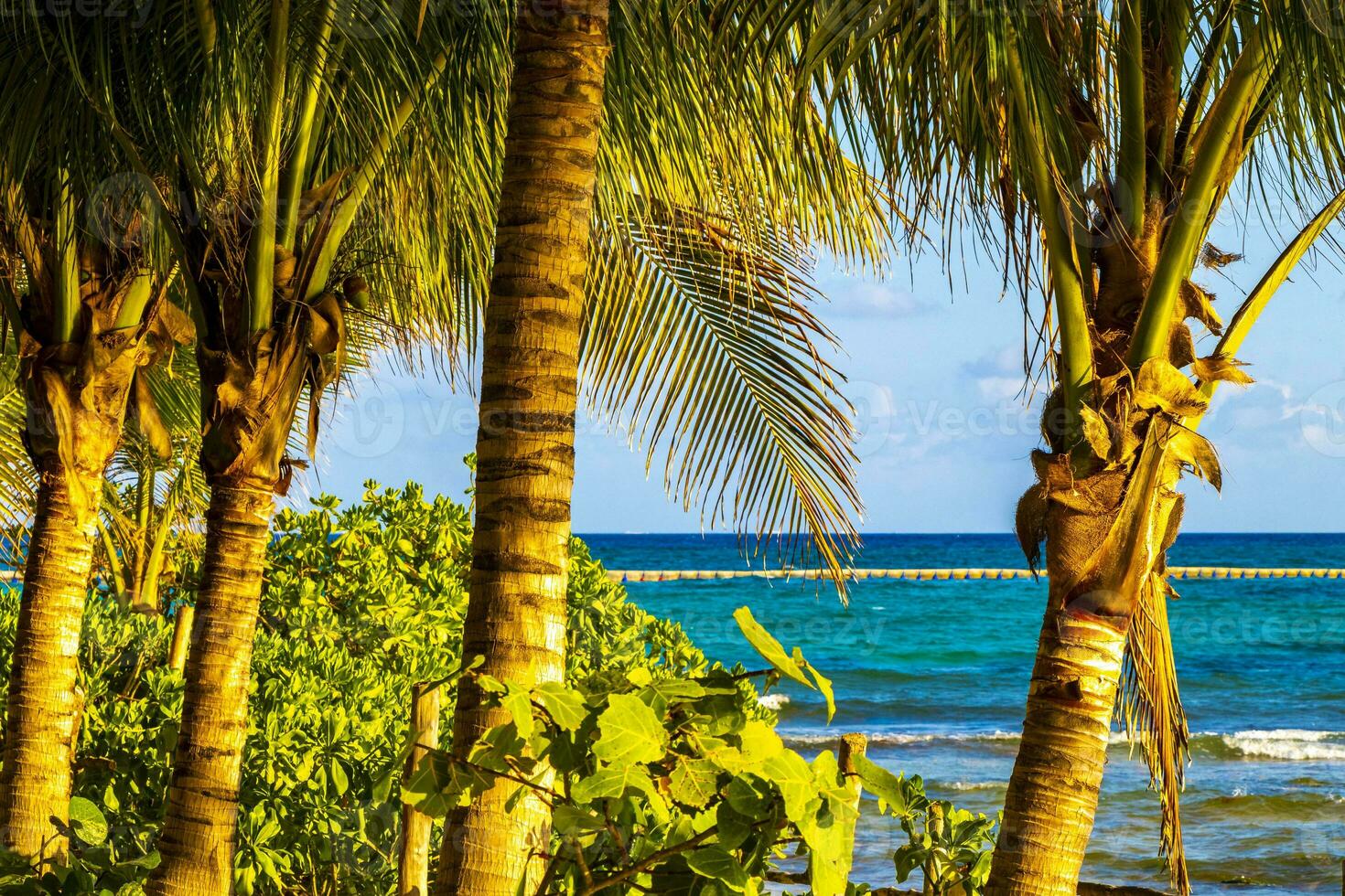 Caribbean beach tropical nature palm trees Playa del Carmen Mexico. photo