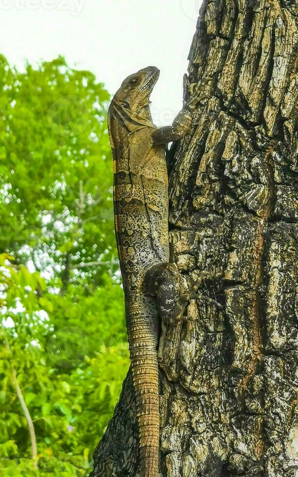 Caribbean iguana lizard hanging and climbing on tree trunk Mexico. photo