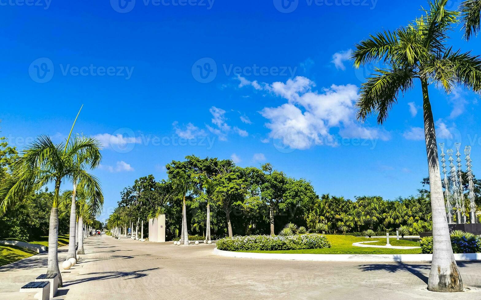 tropical naturaleza plantas palmas arboles en acera playa del carmen foto