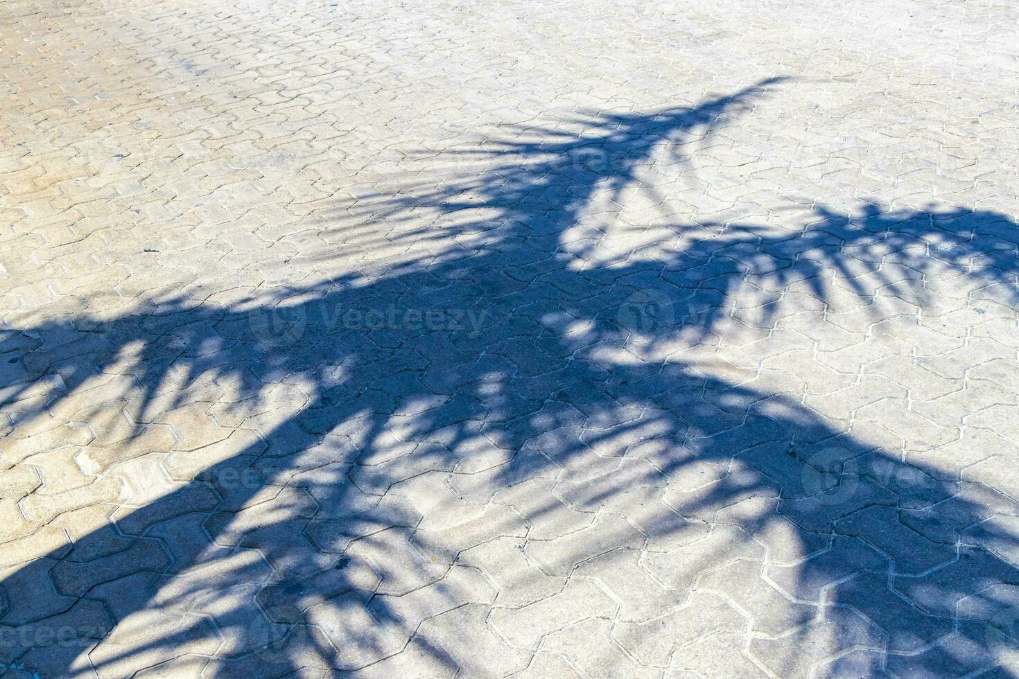 Tropical natural palm tree palms shadow in Mexico. photo