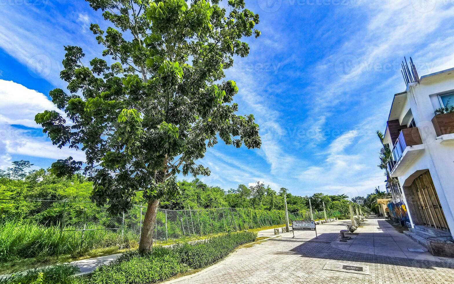 Tropical nature plants palms trees on sidewalk Playa del Carmen. photo