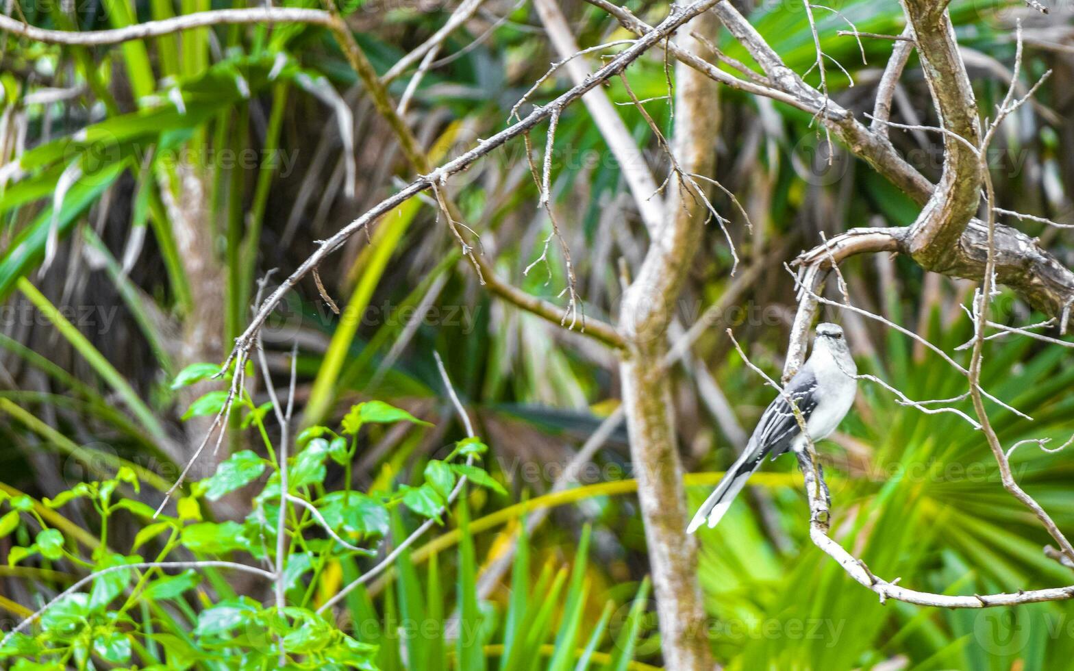 Gray Kingbird white flycatcher tropical bird birds caribbean nature Mexico. photo