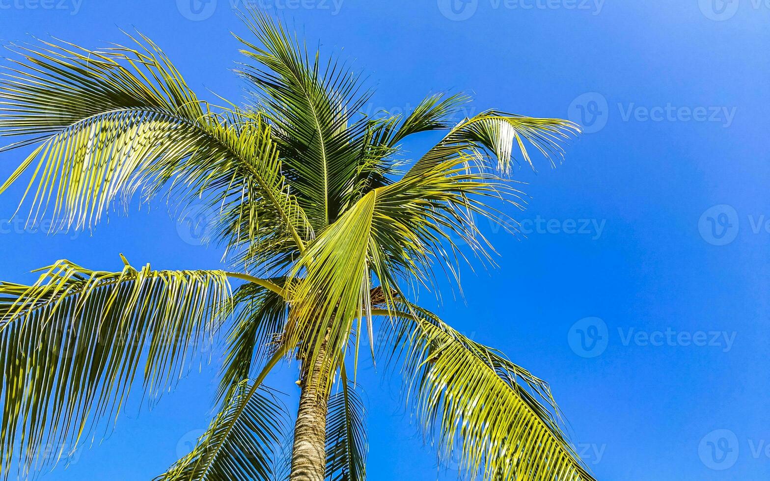 Tropical natural palm tree coconuts blue sky in Mexico. photo