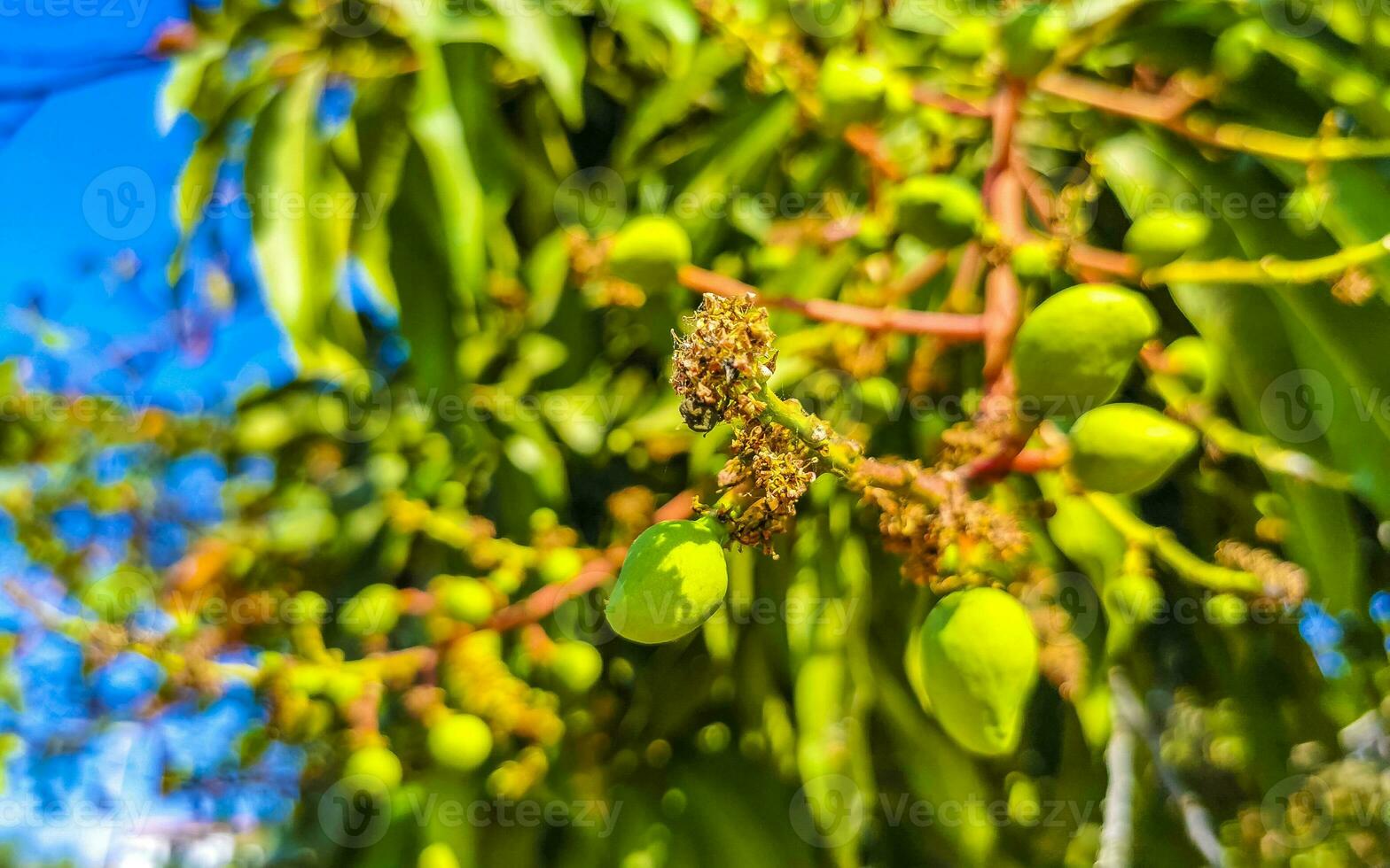 Green and yellow mangoes ripen and hang on mango tree. photo