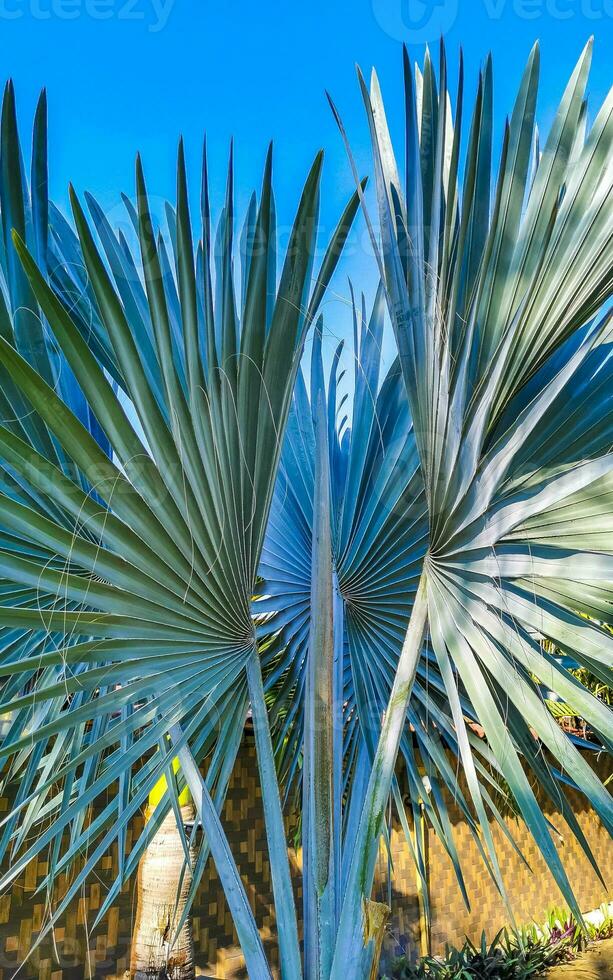 palmeras naturales tropicales cocos cielo azul en méxico. foto