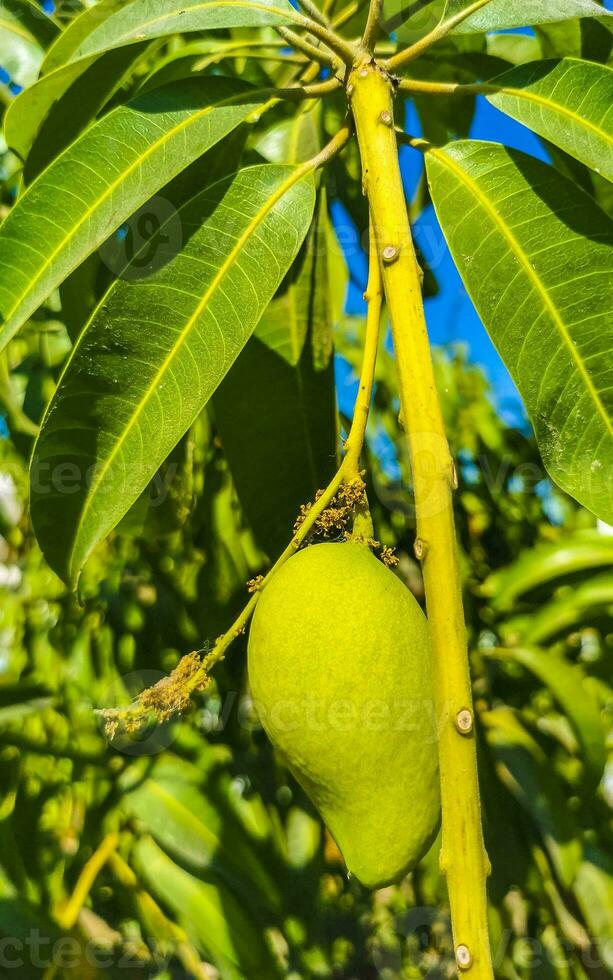 Green and yellow mangoes ripen and hang on mango tree. photo