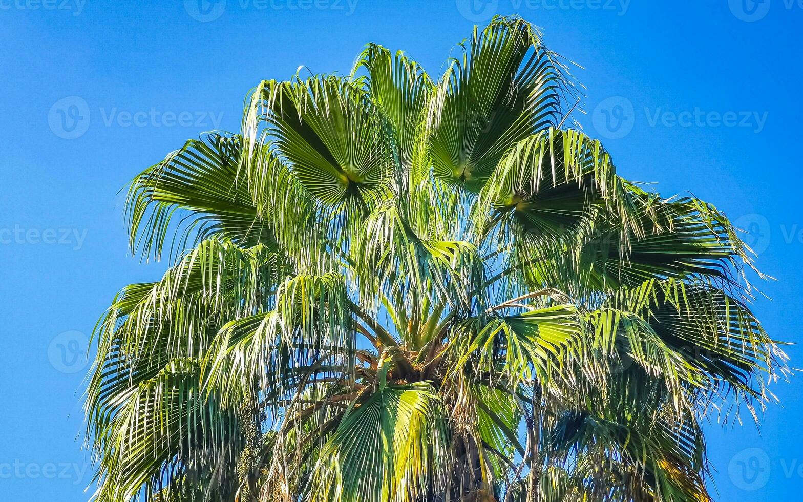 Tropical natural palm tree coconuts blue sky in Mexico. photo