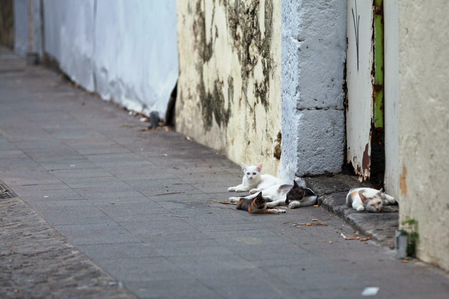 Stray cat colony photo