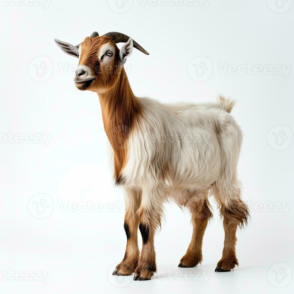 portrait Toggenburg goat isolated on white made with Generative AI photo
