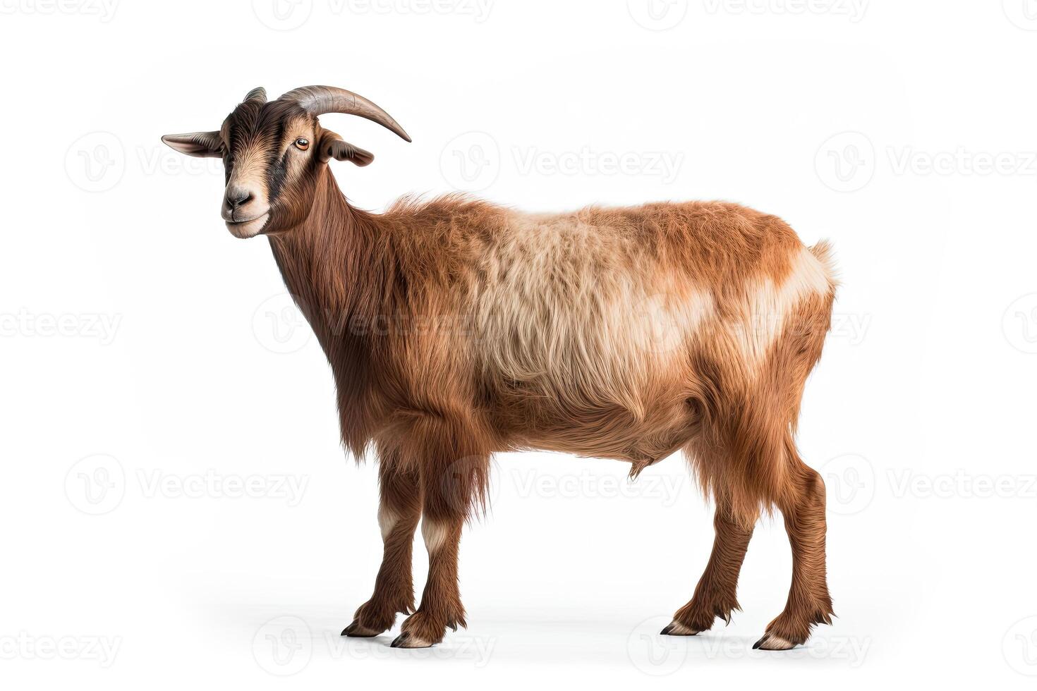 portrait Toggenburg goat isolated on white made with Generative AI photo