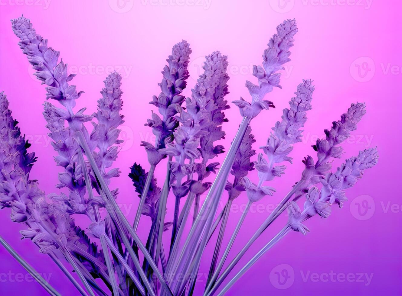 Close-up of lavender flowers, Soft focus on black background. Created with Generative AI technology. photo