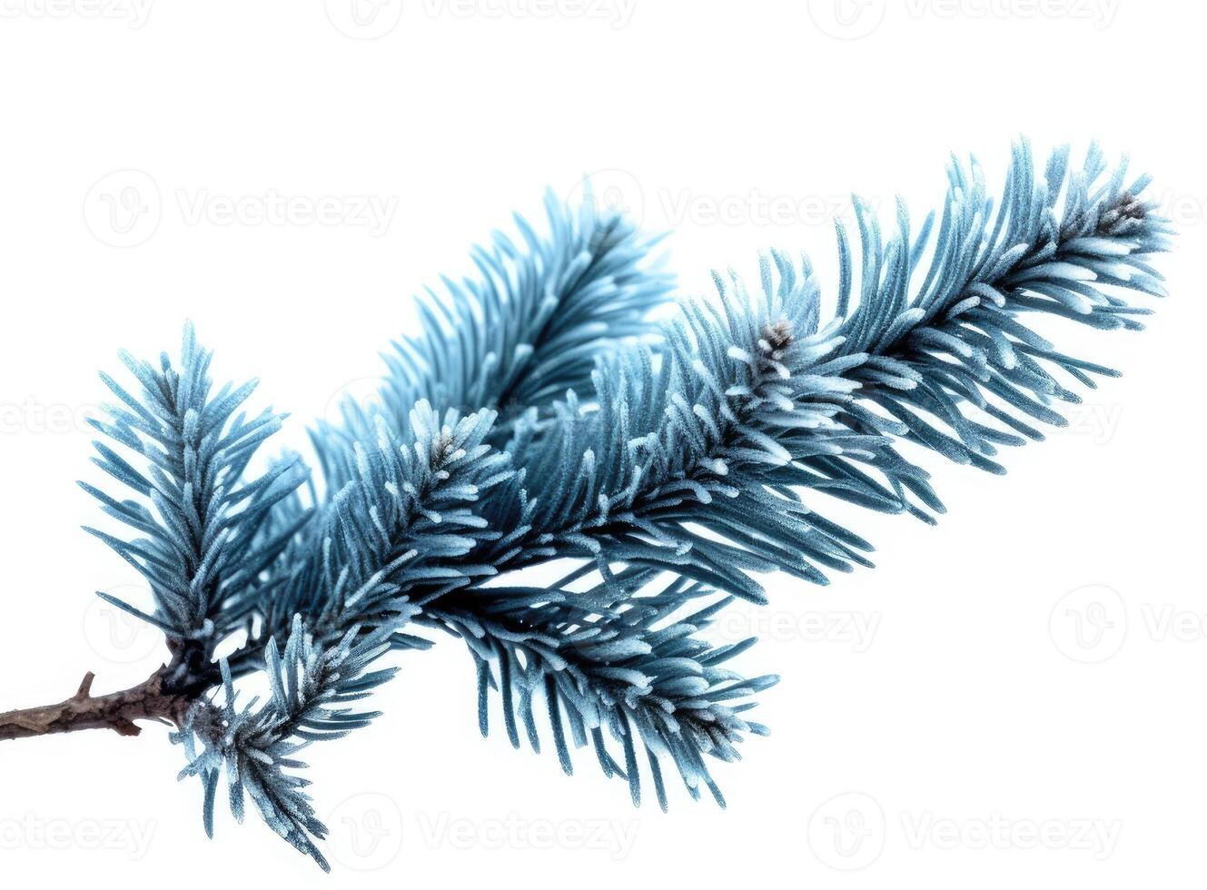 Top view of green fir tree spruce branch with needles isolated on white background. Created with Generative AI technology. photo