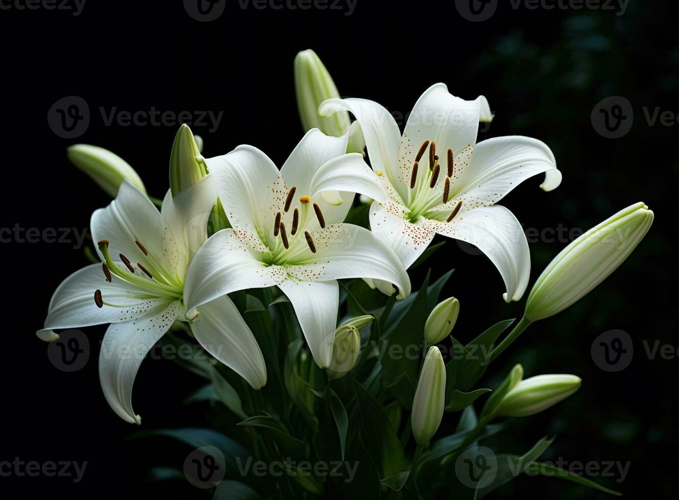 Blooming lilies. Lilium longiflorum, often called the Easter lily, is a