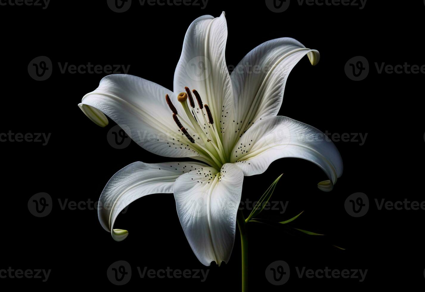 Lily flower on the dark background. Condolence card. Empty place for a text. Created with Generative AI technology. photo