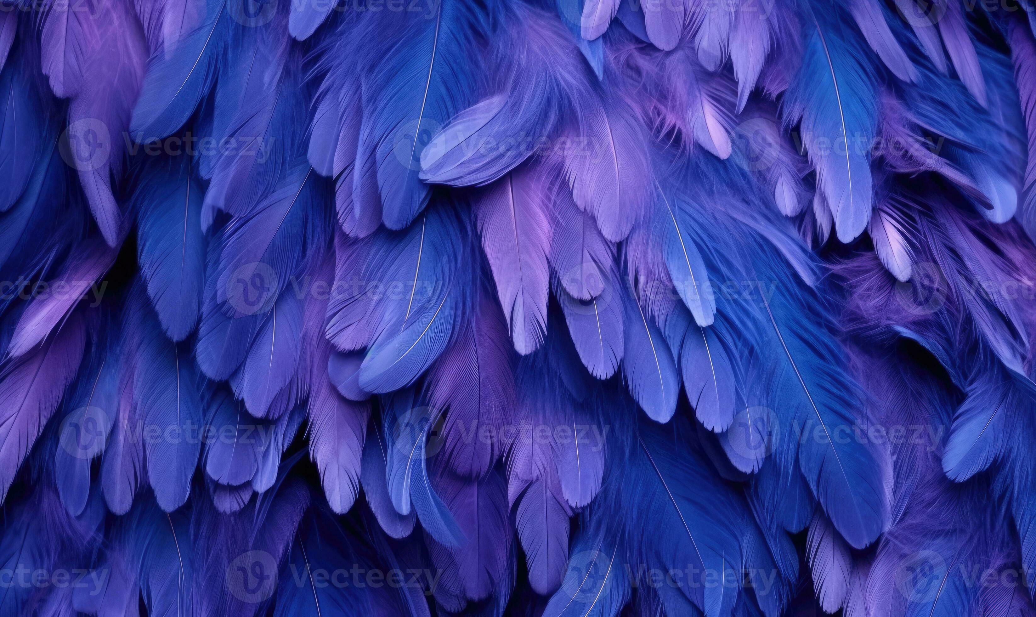 Blue And Purple Feathers Stock Photo - Download Image Now - Purple,  Feather, Nature - iStock