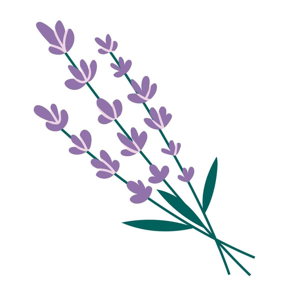 lavanda ramo, dibujos animados estilo. piel cuidado, mano dibujado, plano diseño. vector