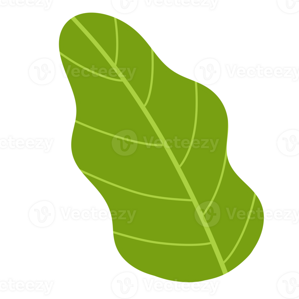 Set of Tropical leaves isolated png
