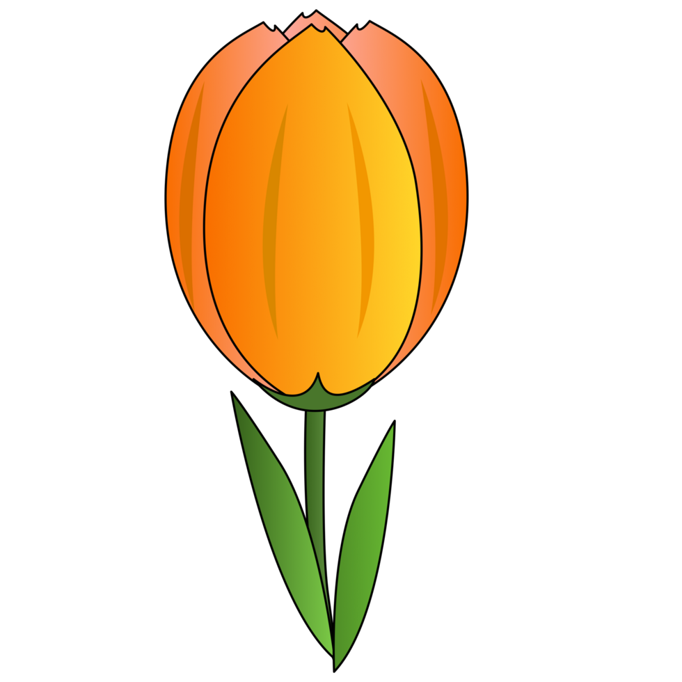 orange tulip flower png