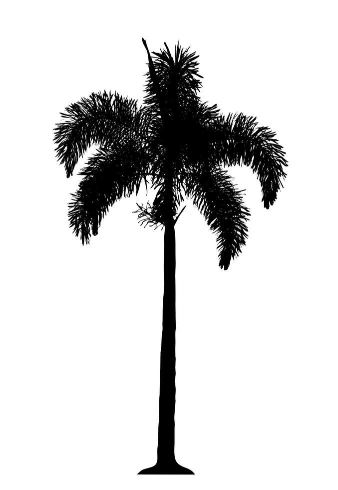 Silhouette palm tree brush design on white background, illustrations brush brush from real tree with clipping path and alpha channel photo