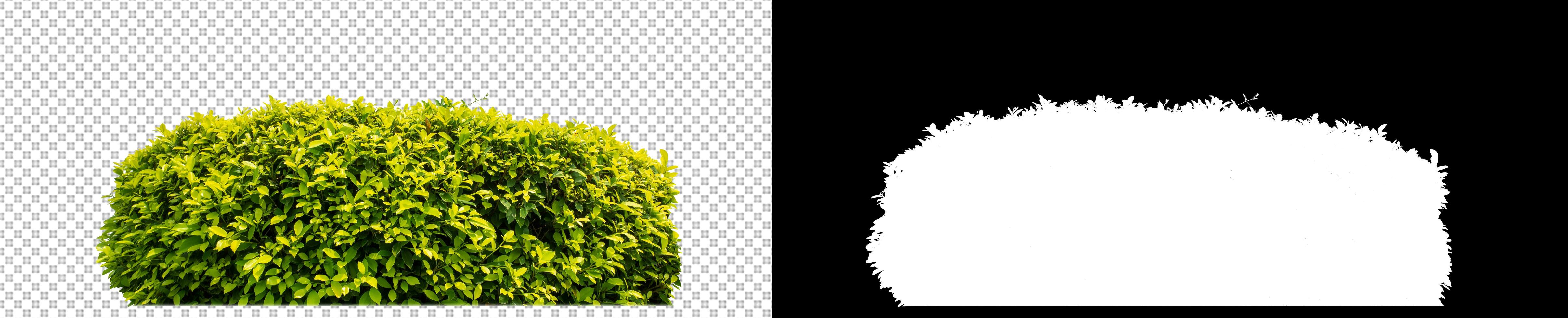 Shrubs isolated on transparent background with clipping path and alpha channel on black background photo