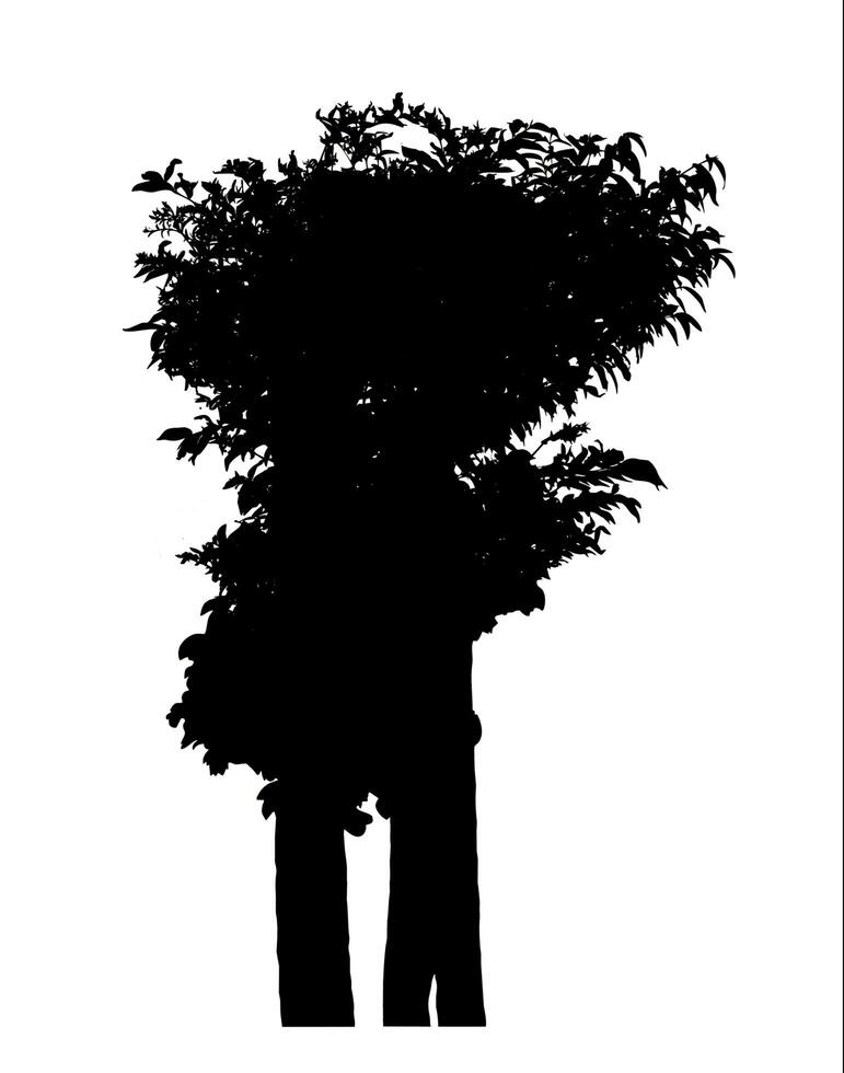 Silhouette tree brush design on white background, illustrations brush brush from real tree with clipping path and alpha channel photo