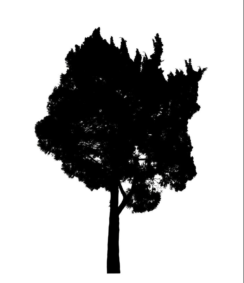 Silhouette tree brush design on white background, illustrations brush brush from real tree with clipping path and alpha channel photo