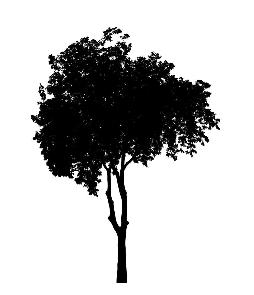 Silhouette tree brush design on white background, illustrations brush brush from real tree with clipping path and alpha channel photo