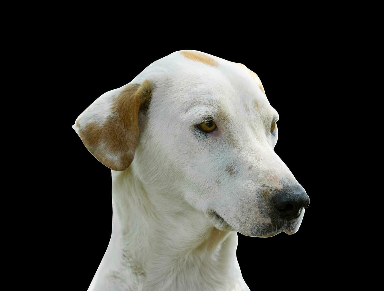 Beautiful dog isolated on black background for both typography and web pages with cut paths and alpha channel photo