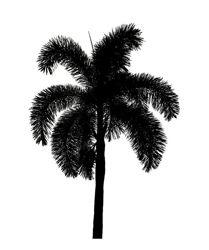 Silhouette palm tree brush design on white background, illustrations brush brush from real tree with clipping path and alpha channel photo