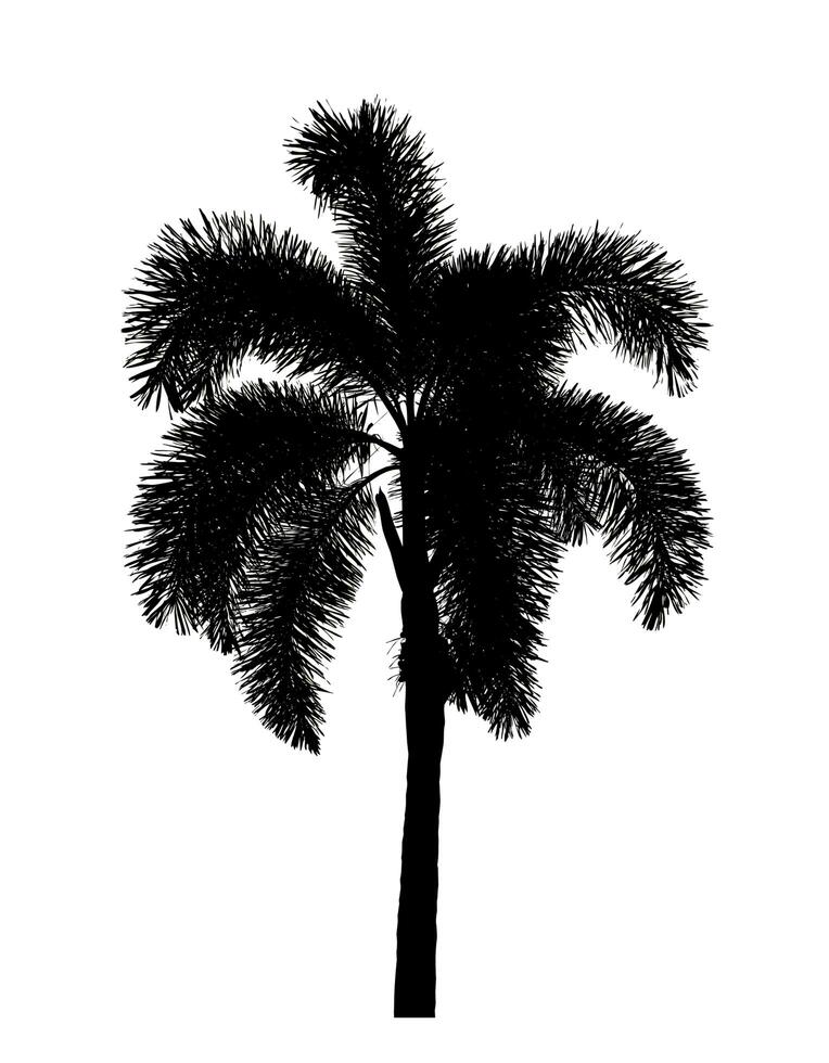 Silhouette palm tree brush design on white background, illustrations brush brush from real tree with clipping path and alpha channel photo