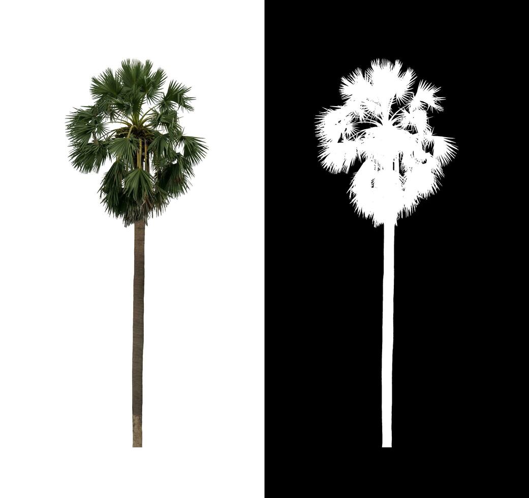 sugar palm that are isolated on a white background are suitable for both printing and web pages photo