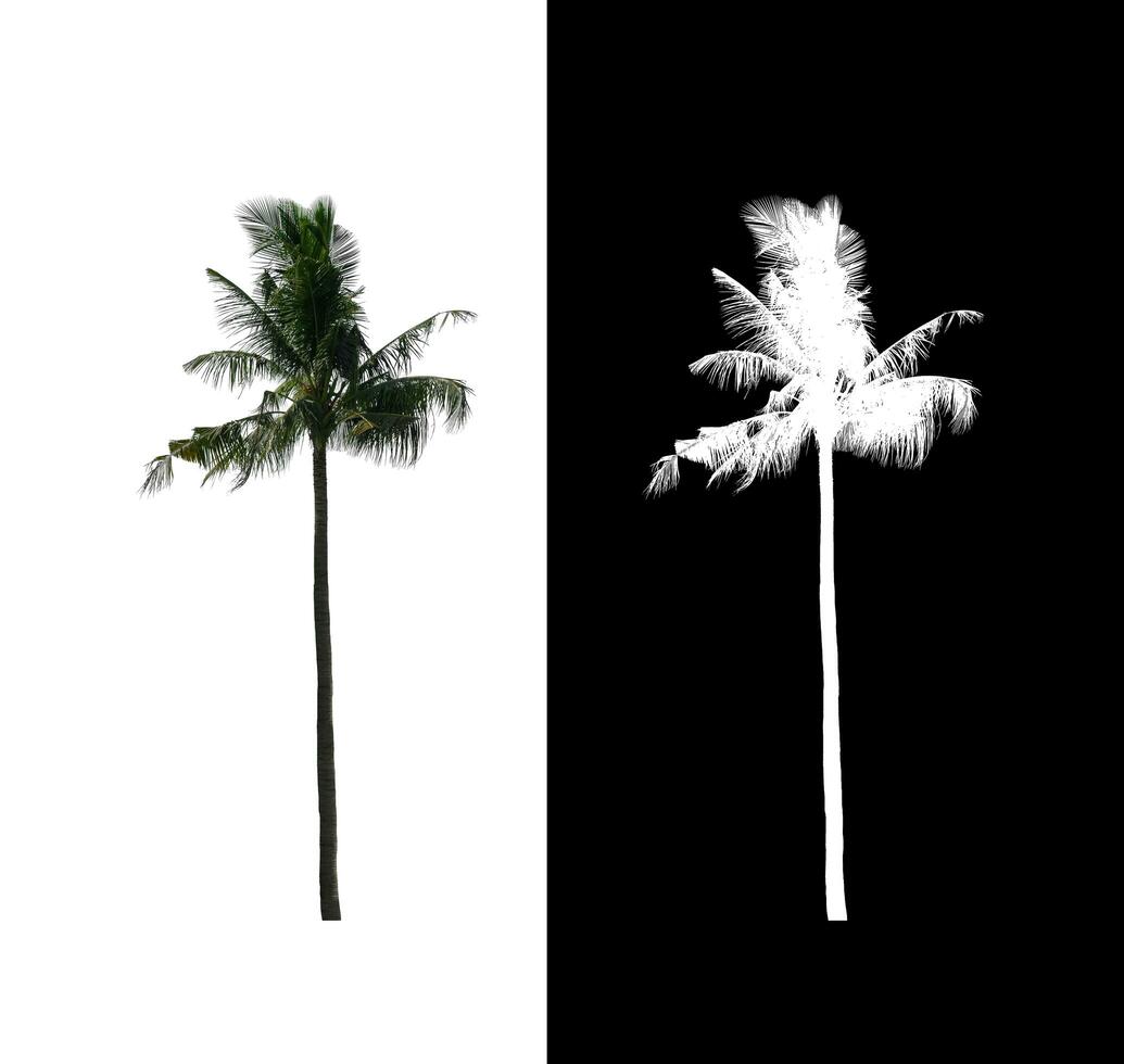 Coconut tree isolated on white background, suitable for both print and web pages. photo