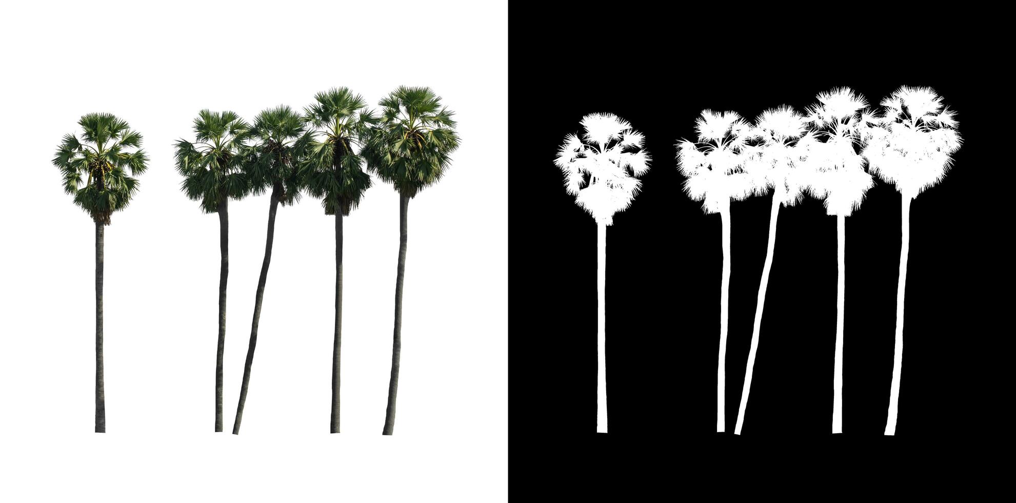 sugar palm that are isolated on a white background are suitable for both printing and web pages photo